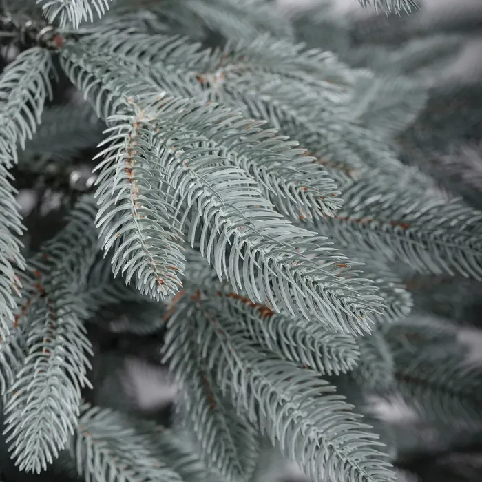 Елка искусственная литая 2.3 м Буковельская голубая (KOS-BYKBL23) - изображение 2